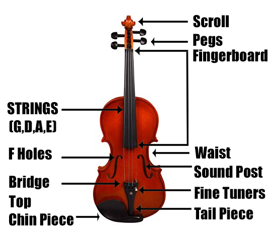 Anatomy of a Violin