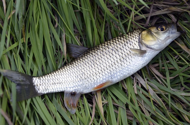 Mullet Surf Fishing Bait