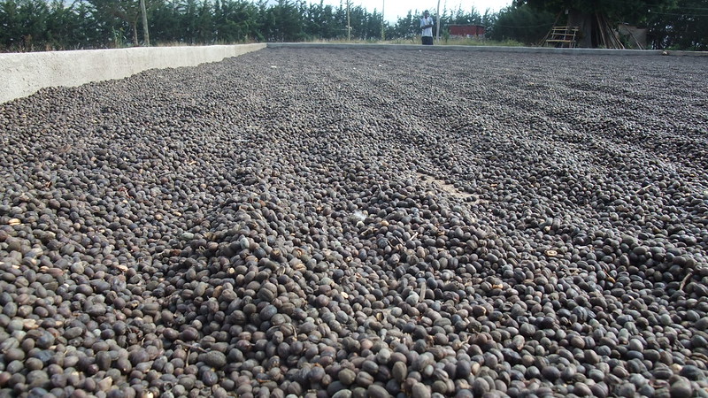 Cherry Processing- Dry coffee processing