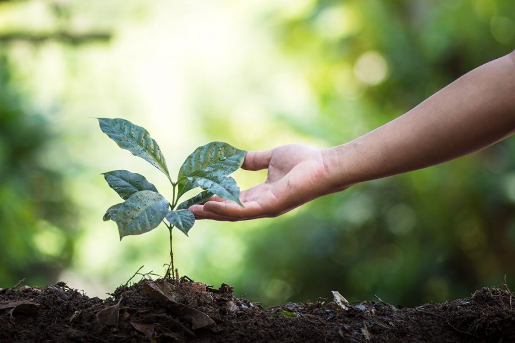 Planting