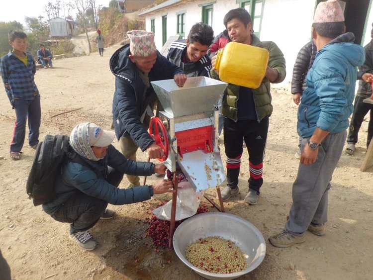 Coffee pulping