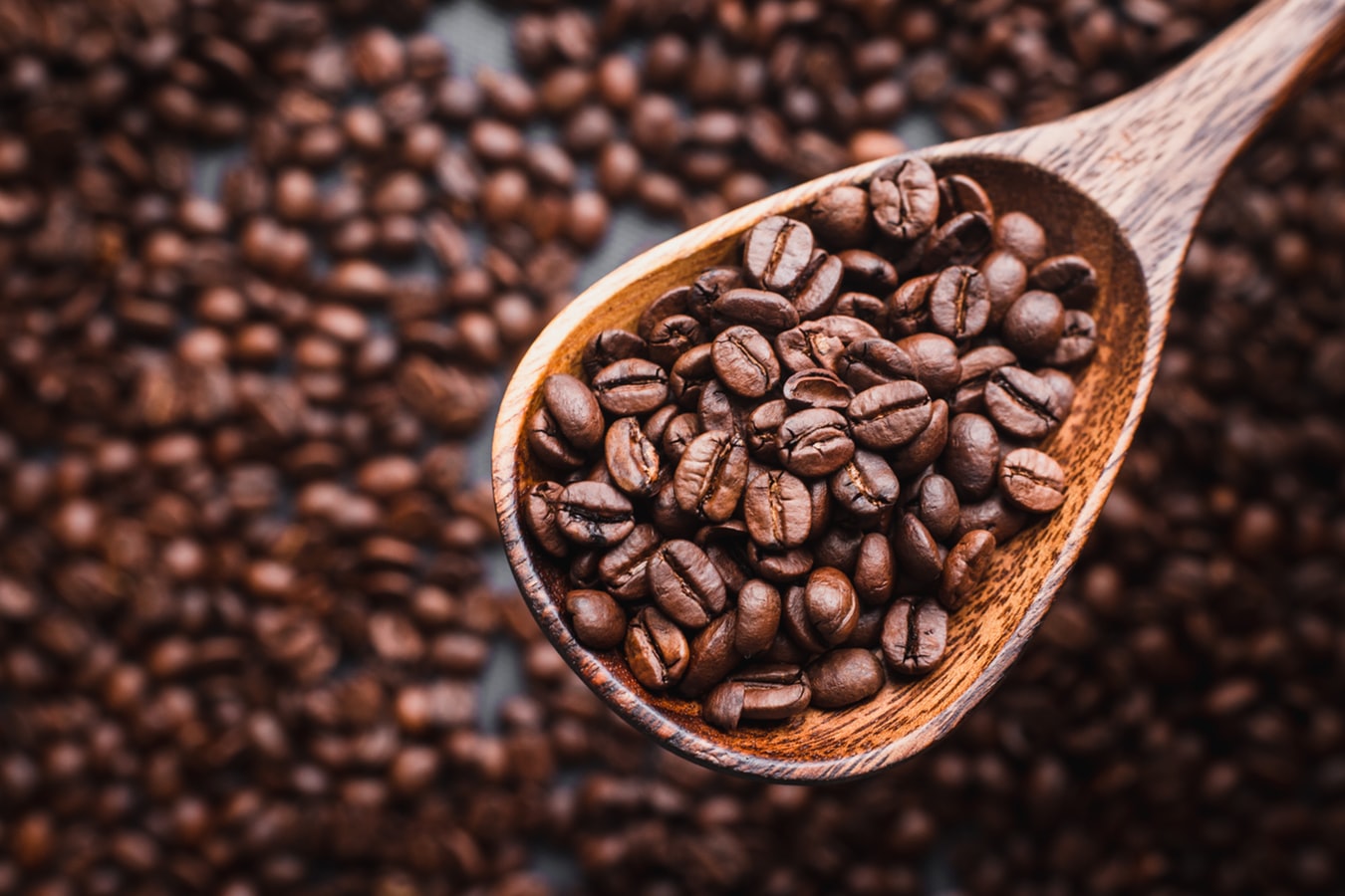 Arabica vs Robusta Coffee- What’s the Difference?